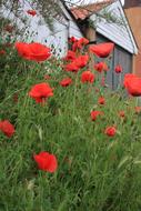 Flowers Poppies Floral