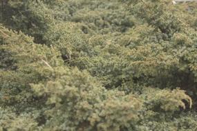 Ambient Green Juniper