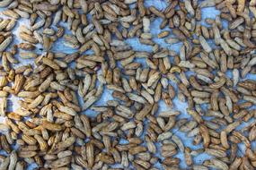 wheat seeds