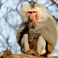 Baboon Monkey Krefeld in zoo