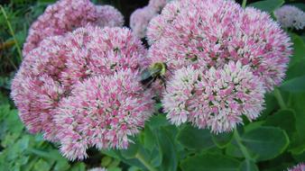 pink flowers are wild