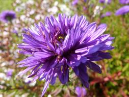 fragrant aster flower