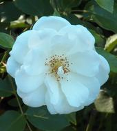 Unusual white flower with yellow stamens