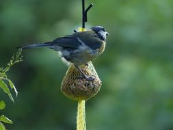 cute bird on the feeder
