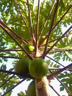sweet papaya on a tree