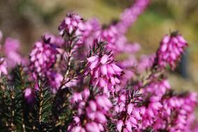 fragrant flower in the garden