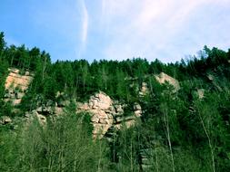 green Forest on rock, summer landscape