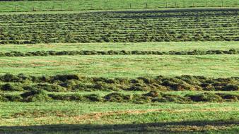Green unplowed field
