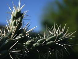 Cactus Plant Desert
