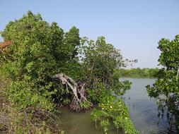 trees in the water