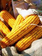 pile of corn cobs on burlap
