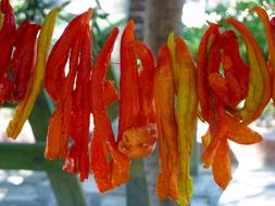 Vegetable Chili Pepper Sun