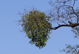 tree branch with leaves