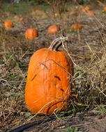 Pumpkin Patch Fall