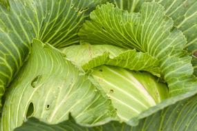 fresh tasty cabbage