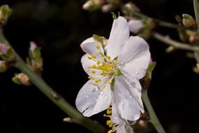 Flower Almond Tree Spring