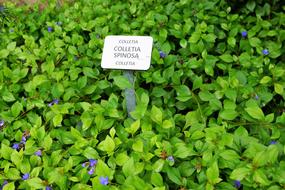 Leaf Plants in park