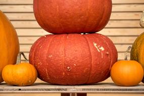 pumpkins against the wall