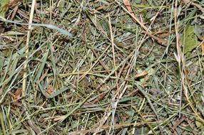 Hay Alpine Meadows Natural material