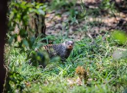 wild animal in the woods