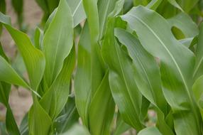 Corn Field Culture