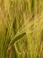 barley ear in the field