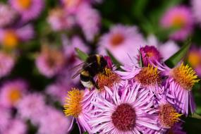 Pink asters are pollinated by a bumblebee