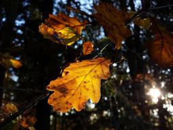Beech Tree Nature Forest