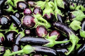 Many ripe purple eggplants