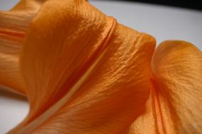 flower petals are beautiful