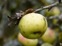 an apple on branch