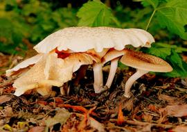 raw porcini mushroom