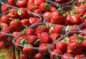 Strawberries Fruit Mature A