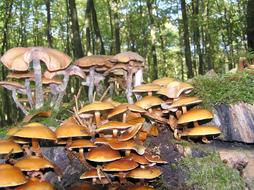 Nameko Mushroom Forest