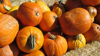 delicious pumpkin harvest