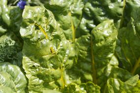 Chard Leaf Shiny