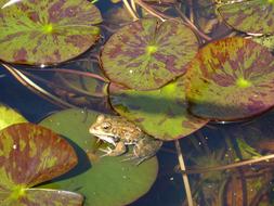 Frog Lily and Leaves in Water