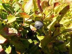 berries in the bush