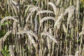 grain ears of wheat
