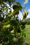 Avocados The Shire Pahoa
