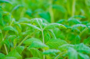 green leaves of bush in garden