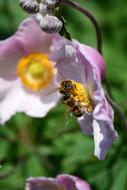 bees in core of pink Flower, Anemone Nemorosa
