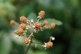 Unripe raspberries on a branch in the garden