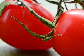 red delicious tomatoes
