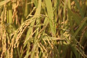 Fresh beige ripening ears of rice