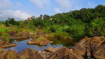 landscape of trees by river