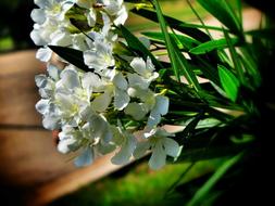 Floral Plant Natural