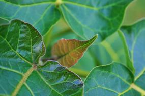 green leaves of tomato plant