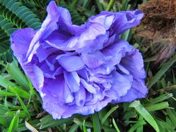 Peony blossoms in garden