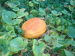 sweet pumpkins in foliage